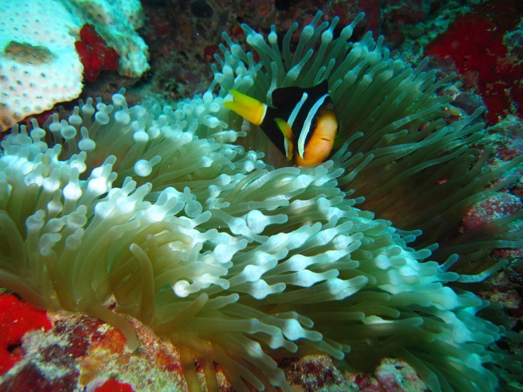 Marinabayvilla-Himandhoo Luaran gambar