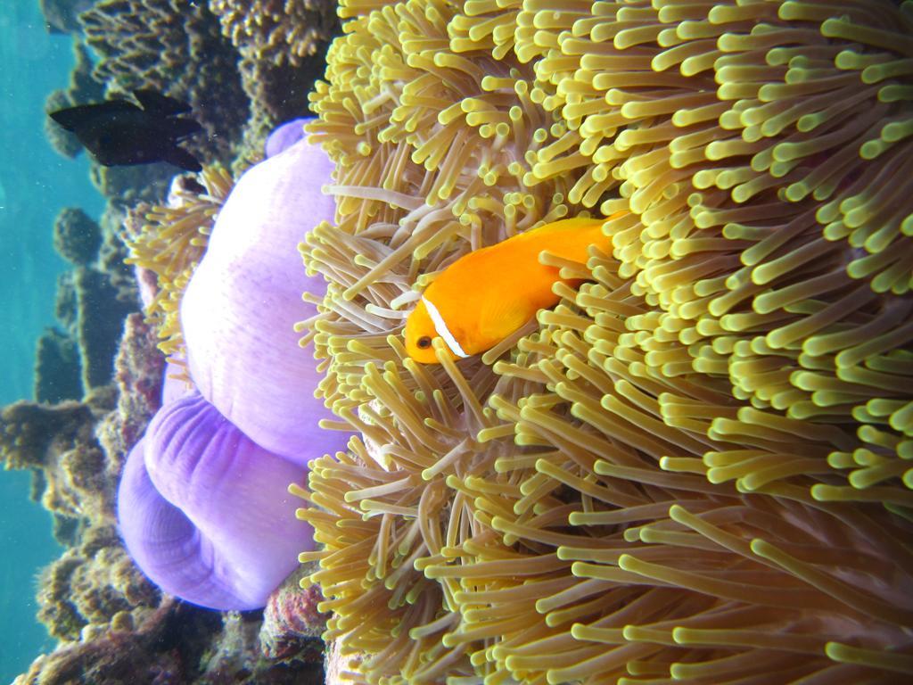 Marinabayvilla-Himandhoo Luaran gambar